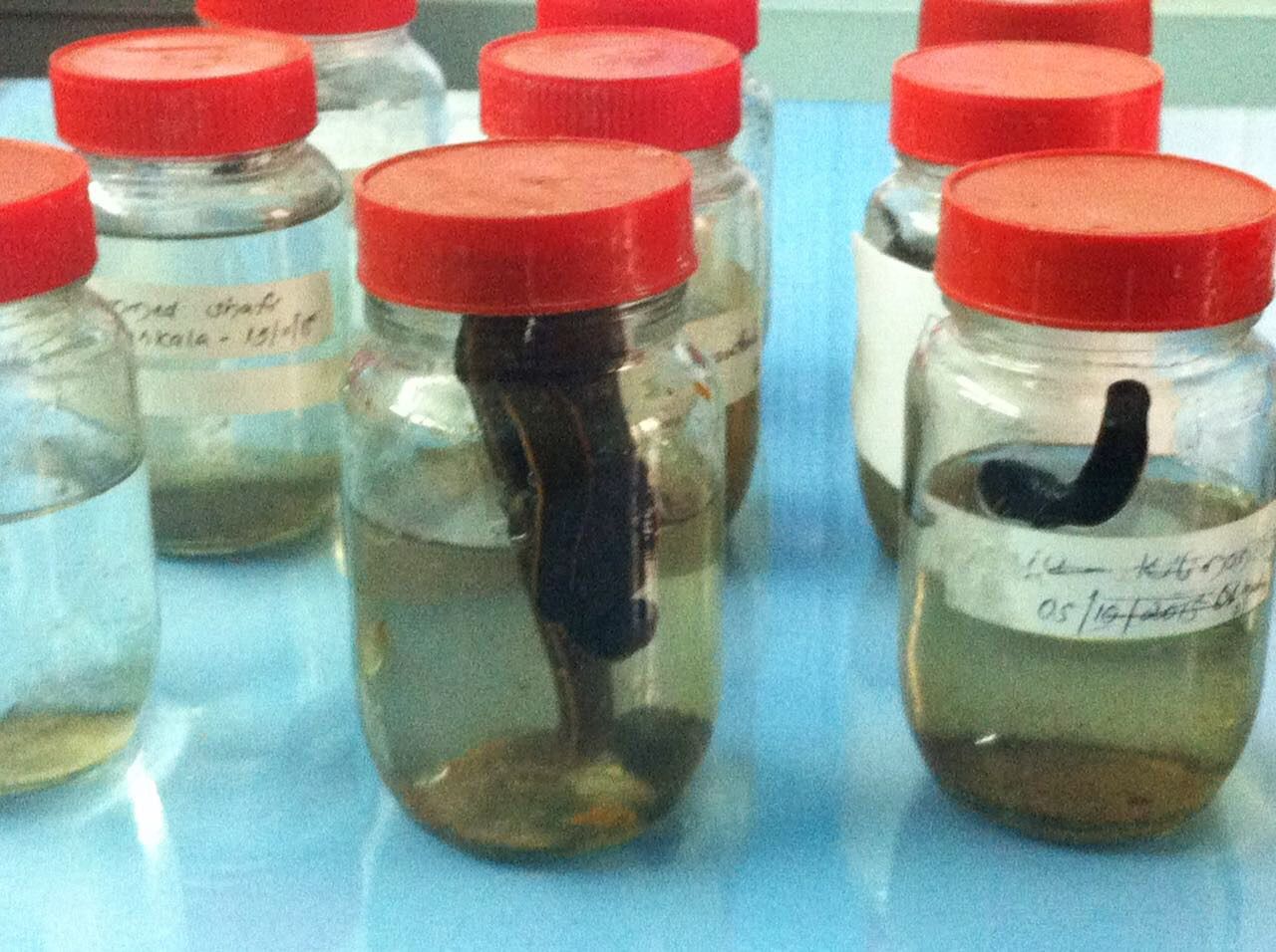 Leeches inside jars