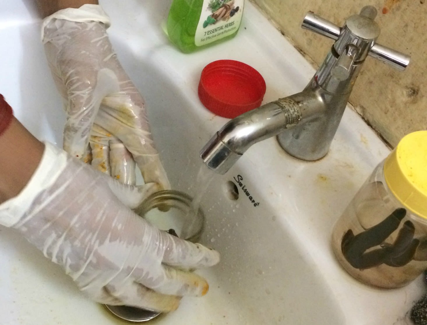 Washing the leeches in water