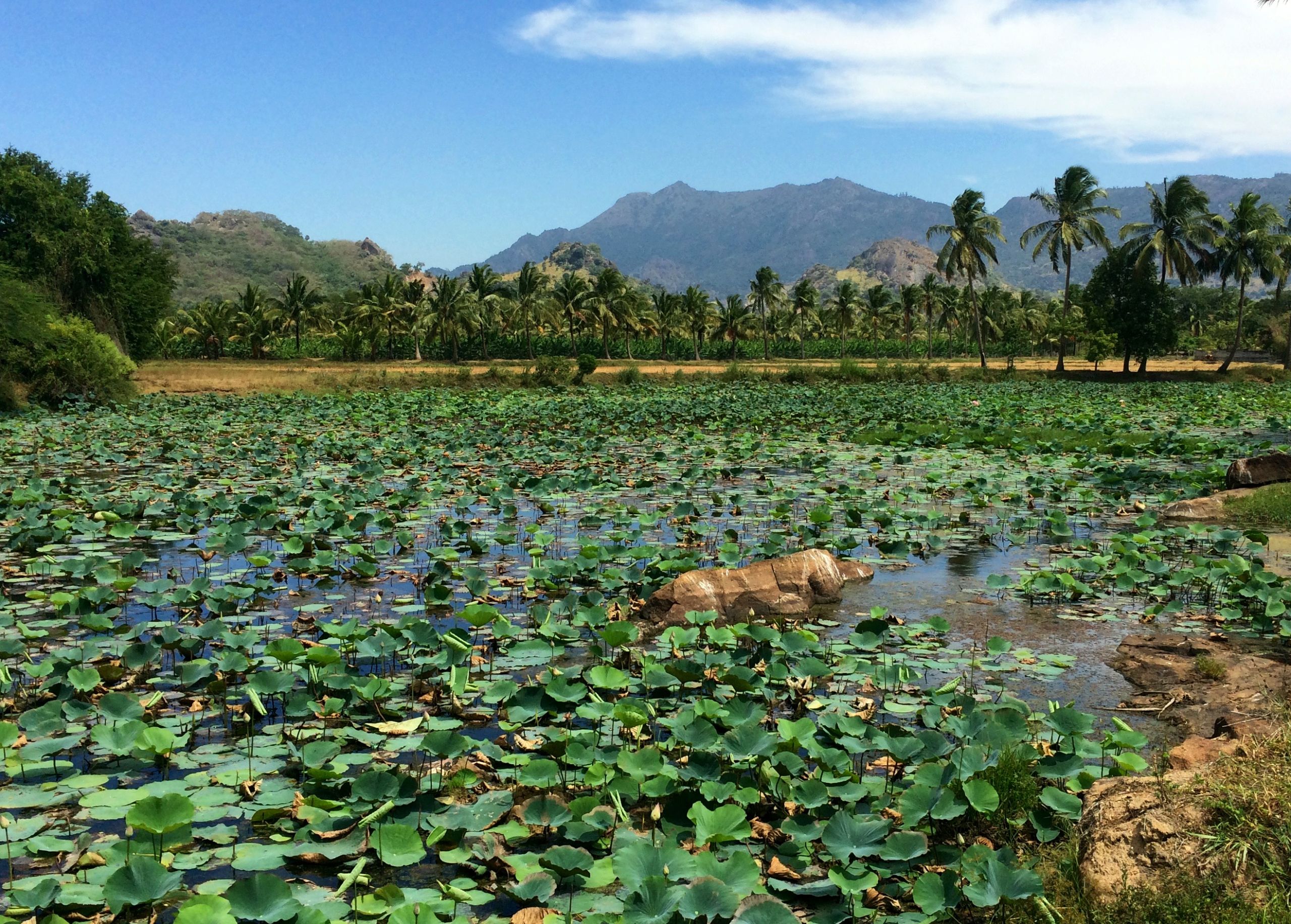 Vegetation covered pond
