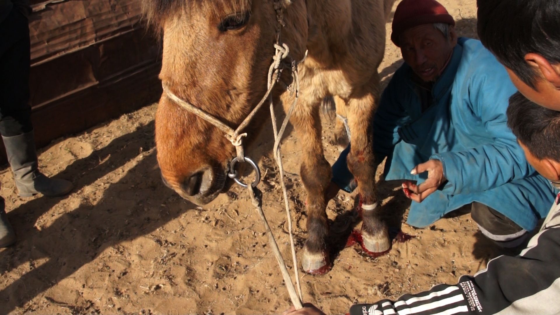 Horse standing with some blood visible at its hooves