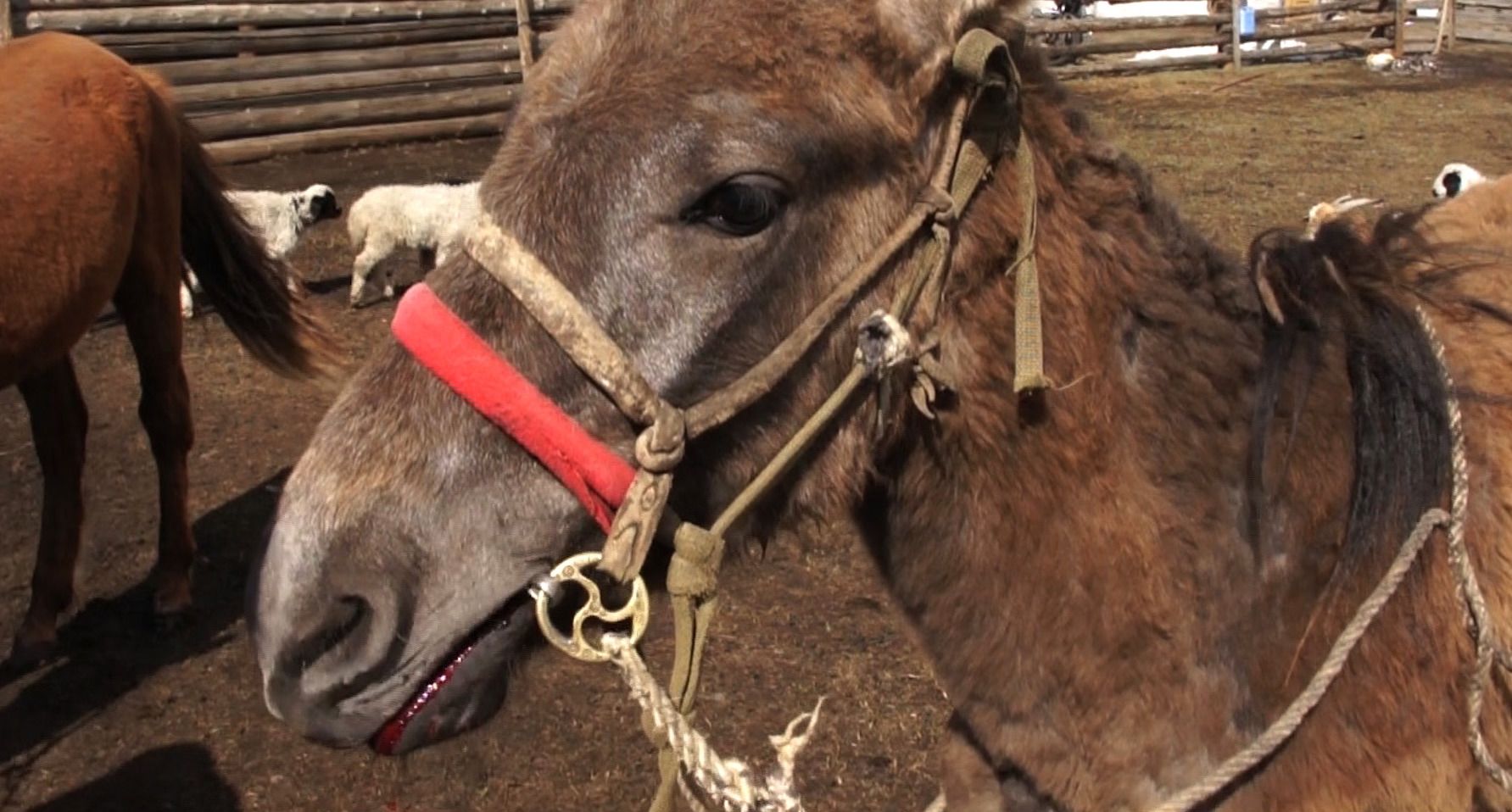 Close-up of horse's head