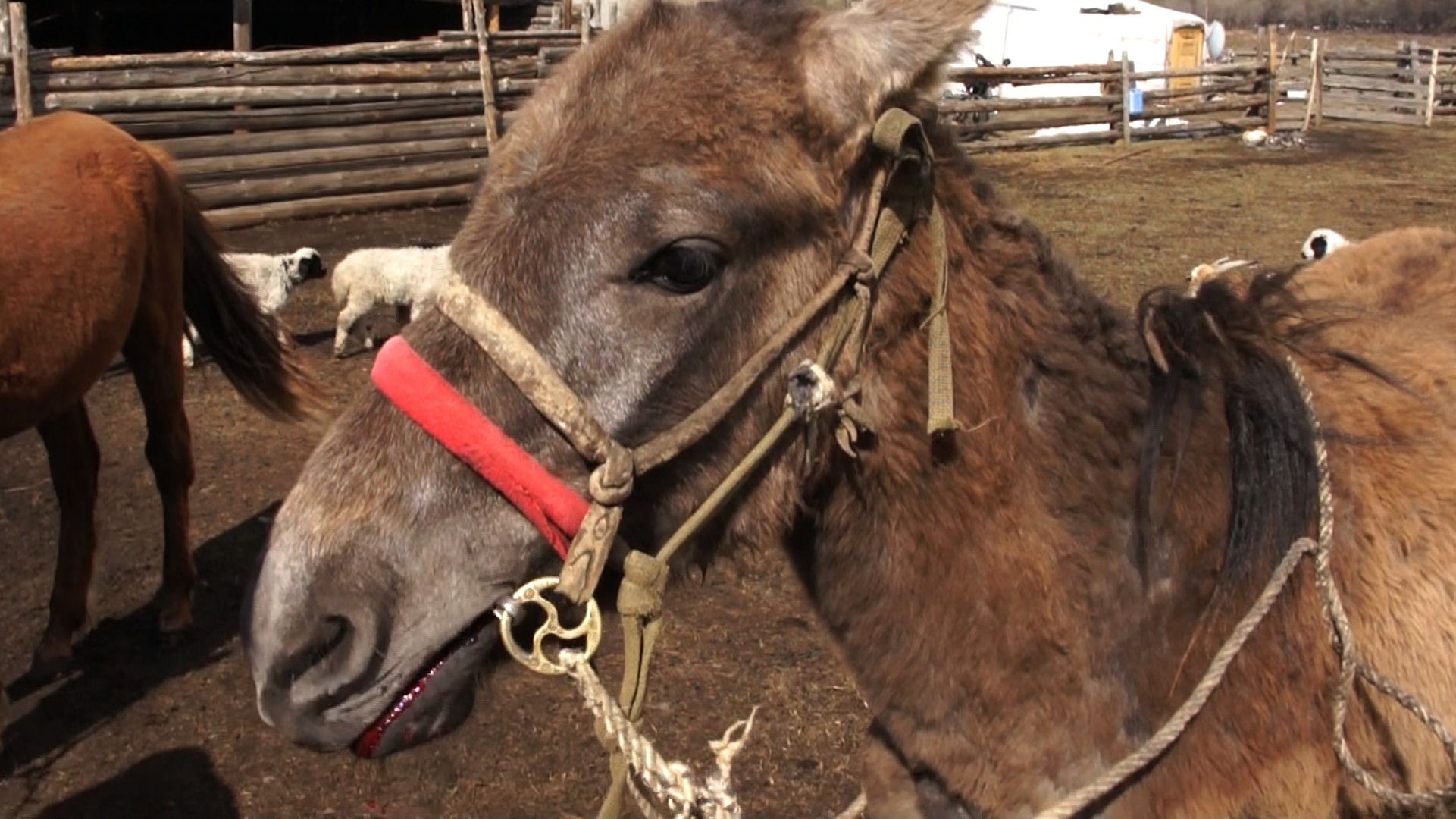 Photograph of horse's head