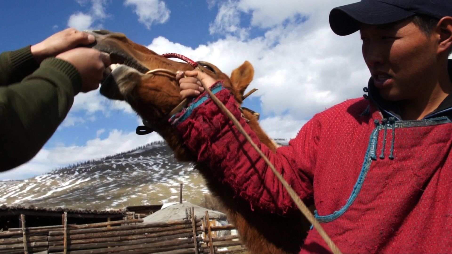 Inspecting the mouth of the horse