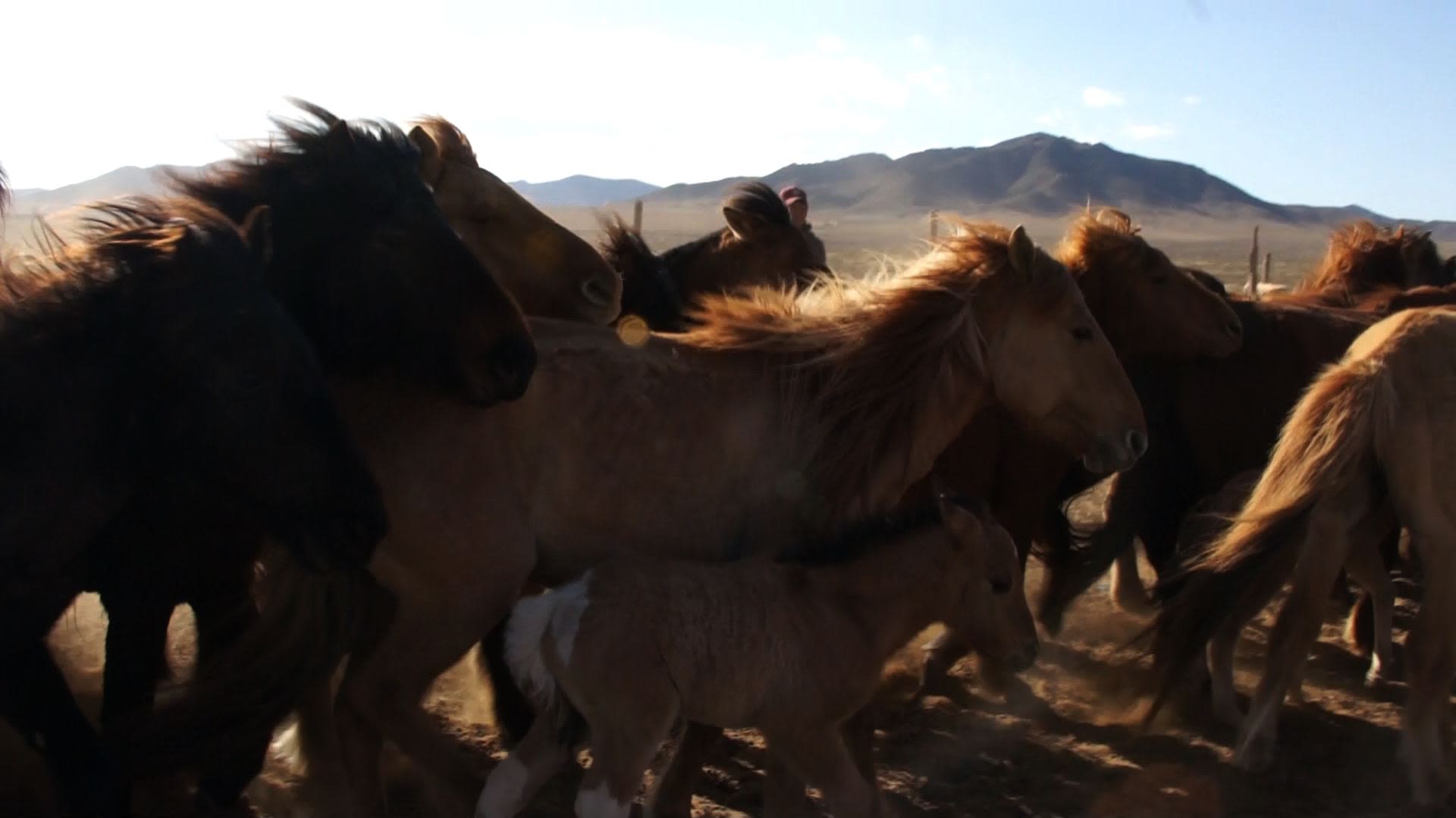 Herd of horses