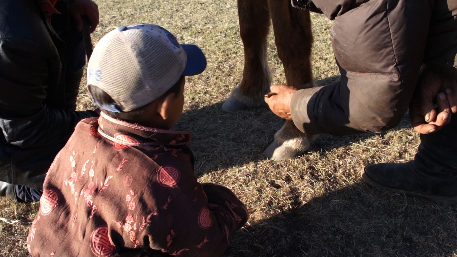 Boy watches herder letting blood from horse's leg