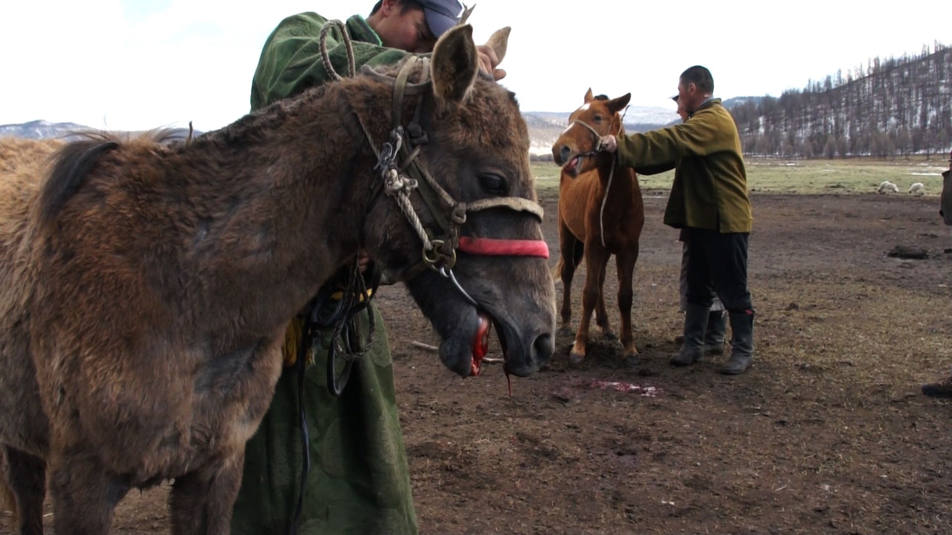 Inspecting behind the horse's ear