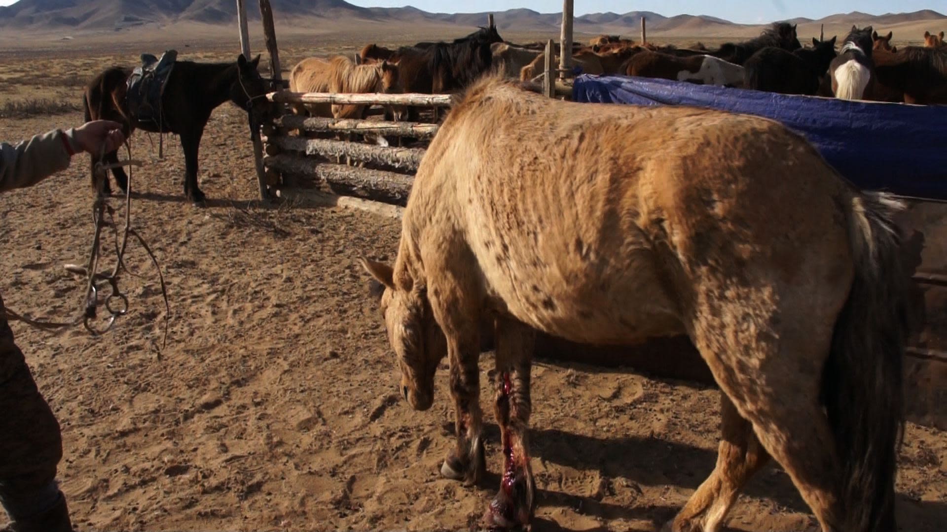 Ambling horse after treatment