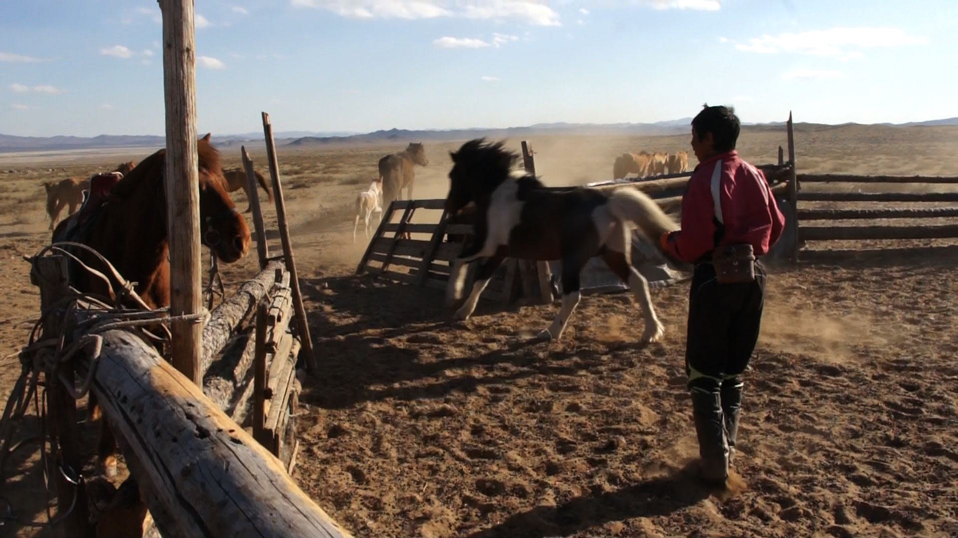 Herder and running horse