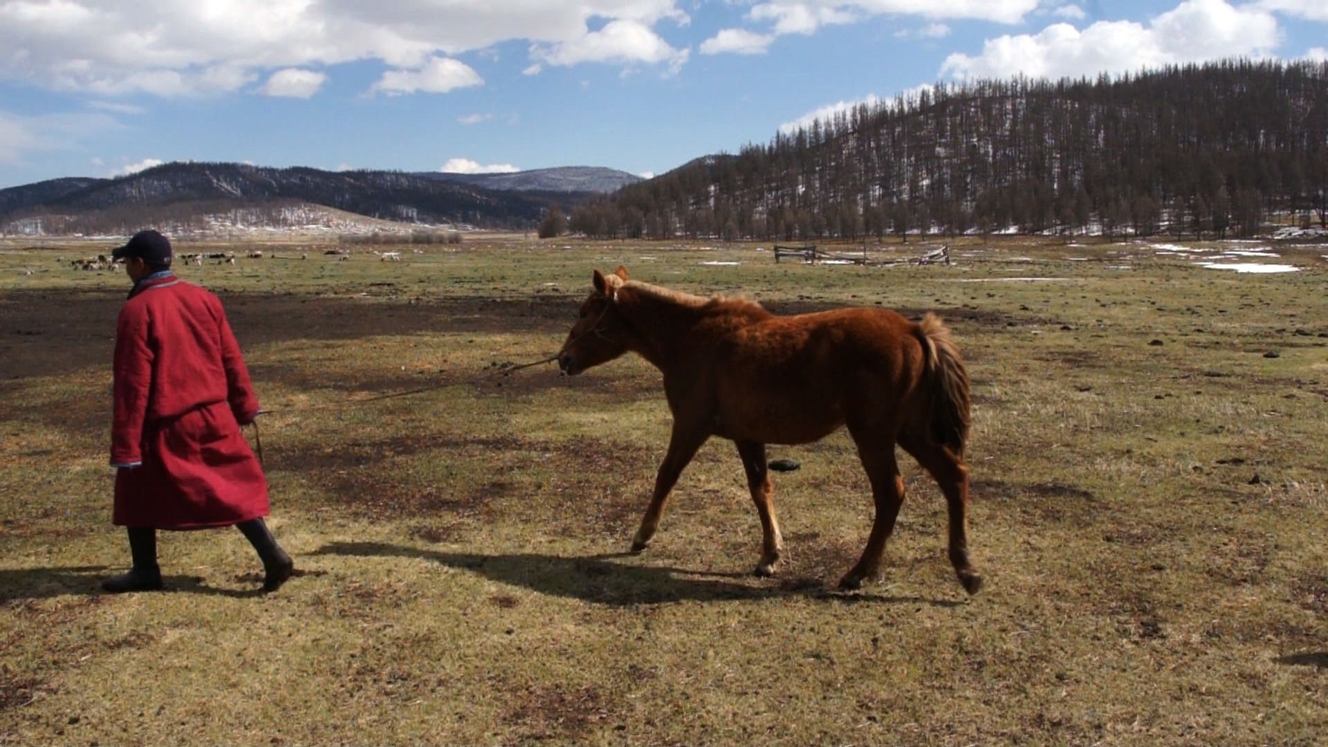 Horse following herder