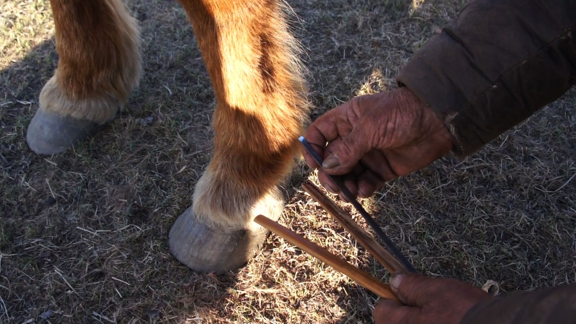 Close-up of bloodletting from horse's leg