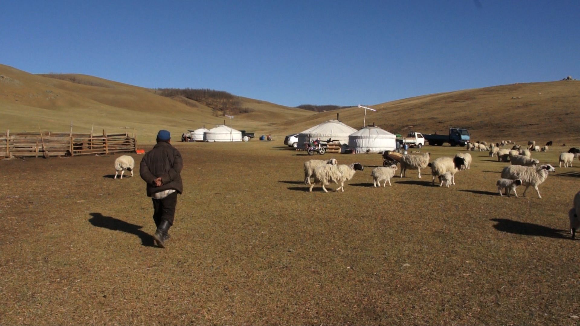 Mongolian herder with sheep, and tents in background