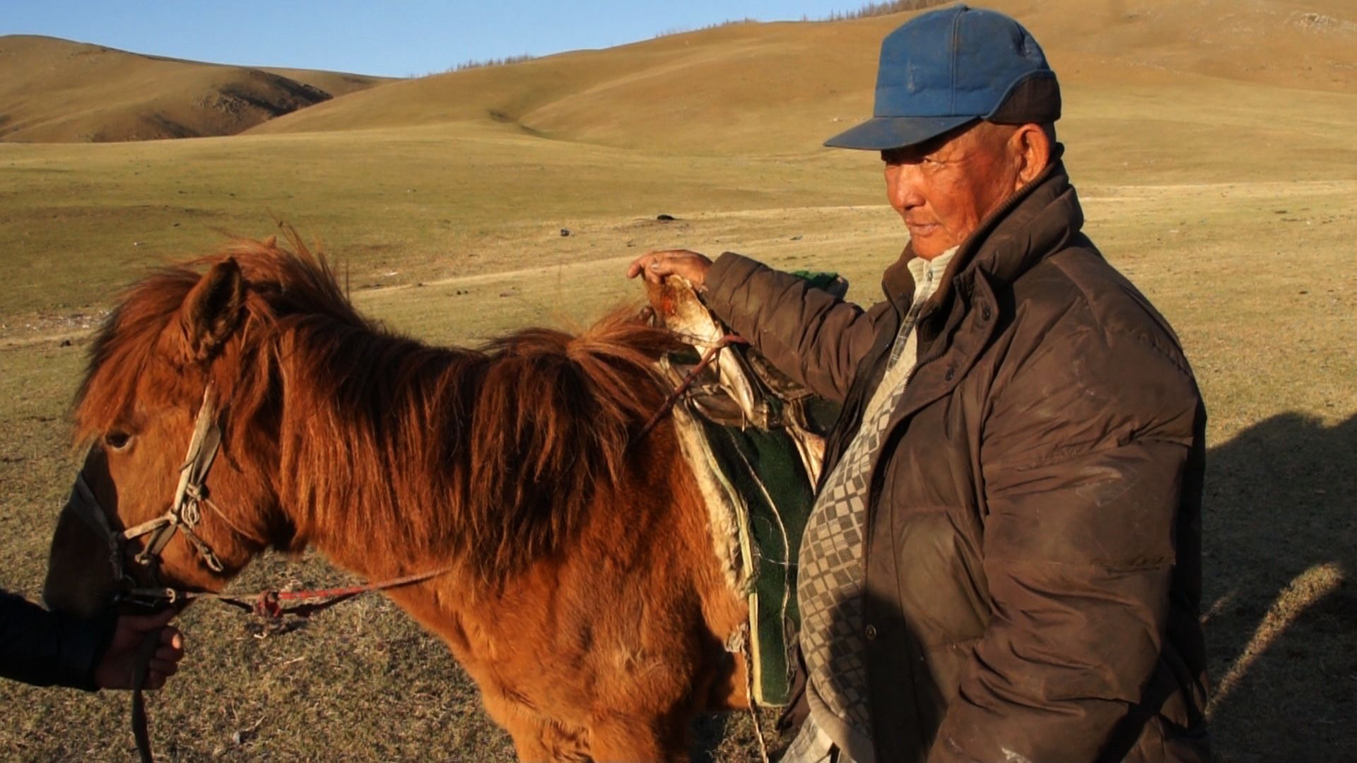 Herder standing by horse after treatment