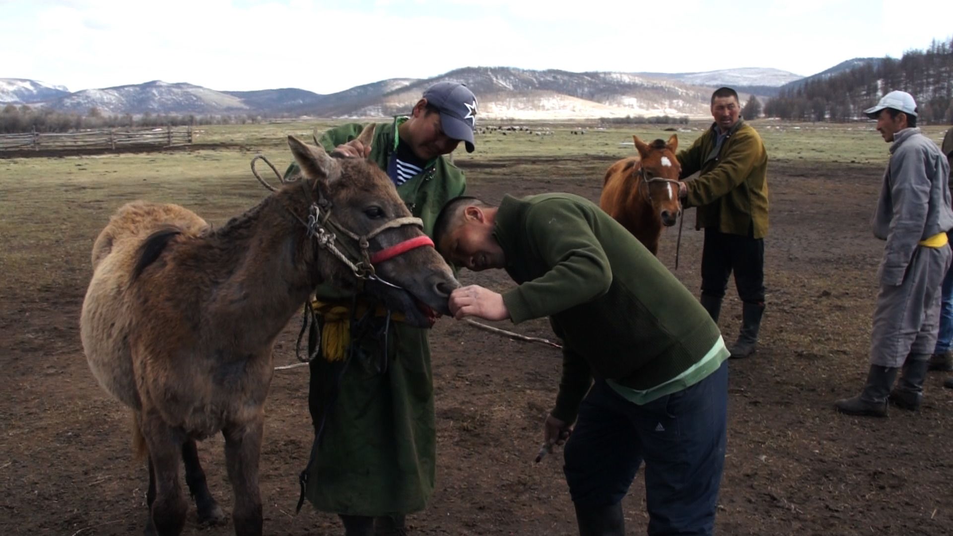 Herder inspecting horse