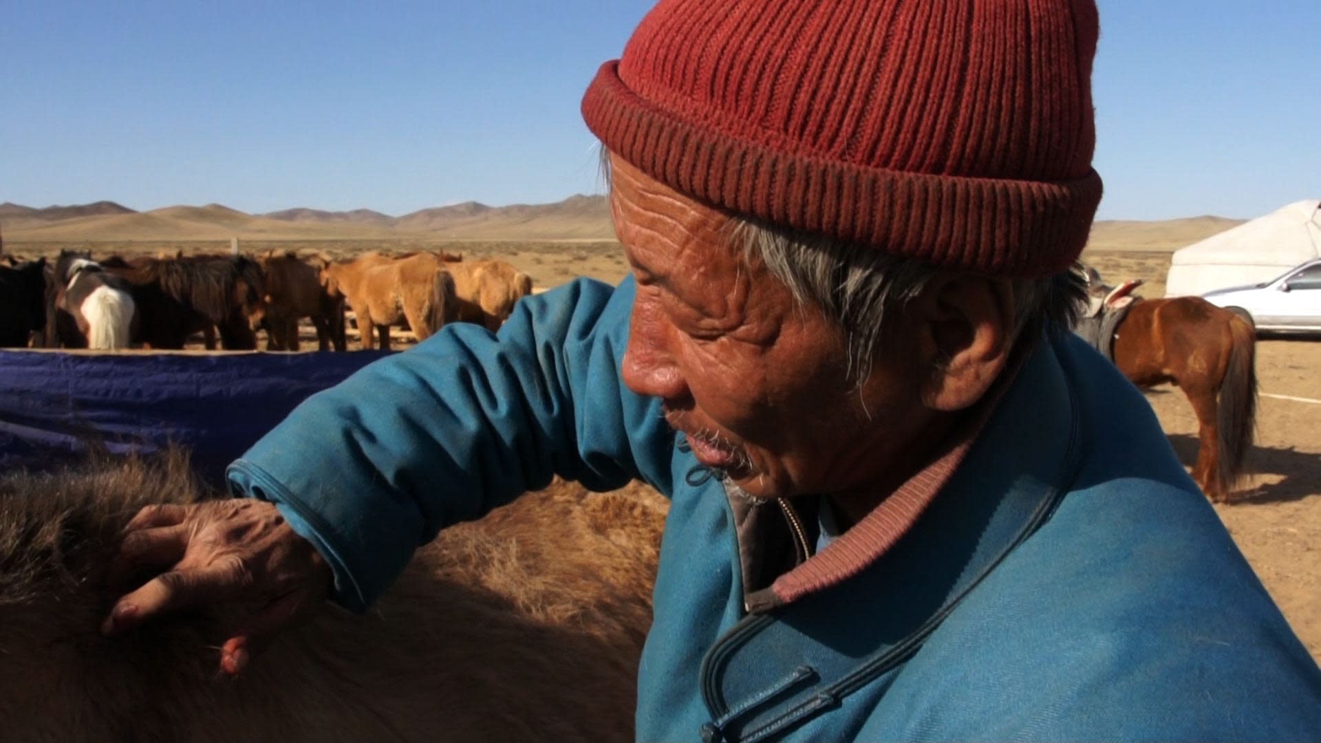 Herder showing bleeding site on the horse's shoulder