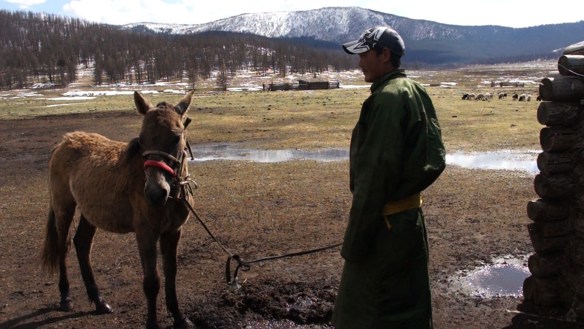 Herder with horse