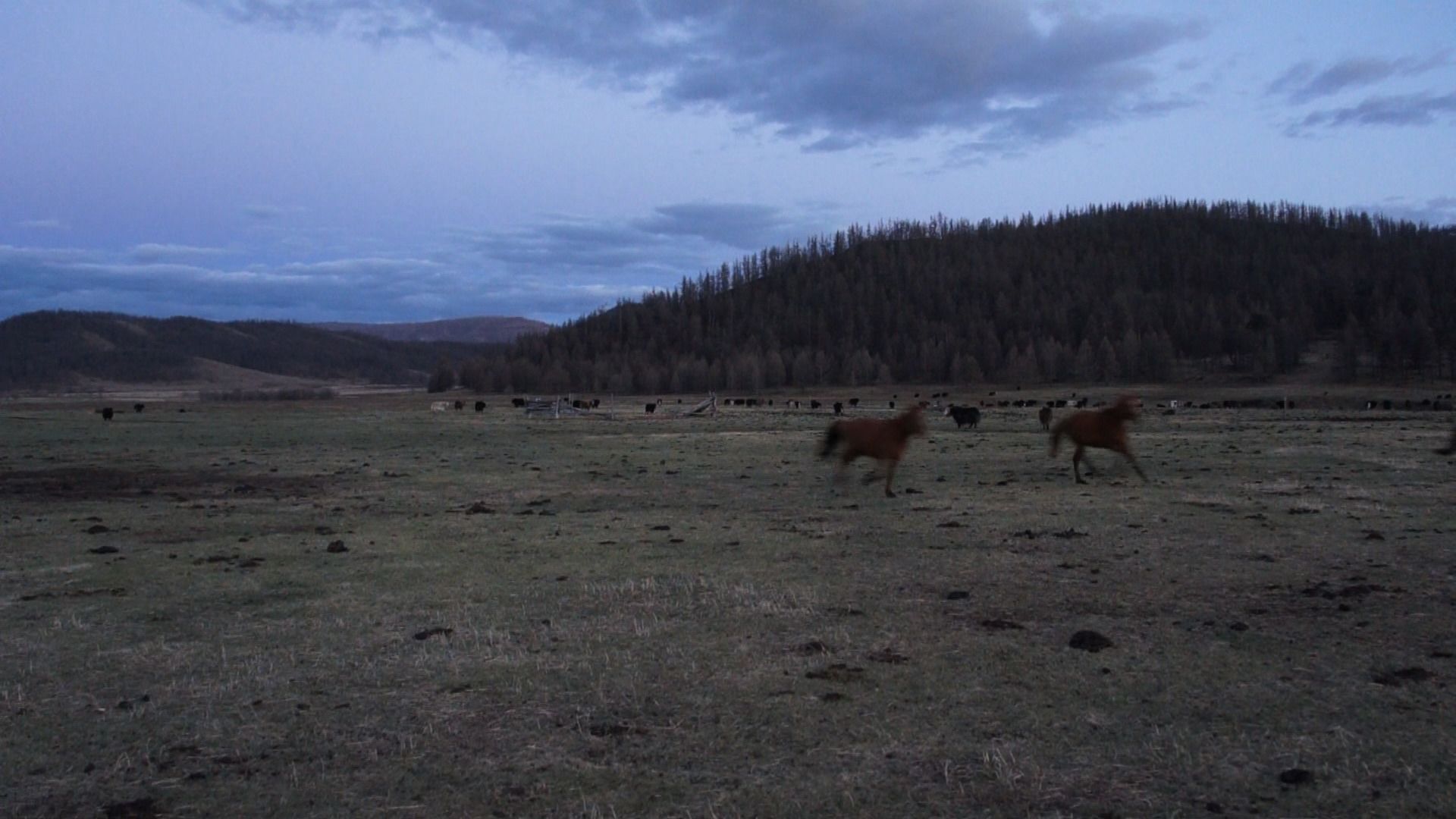 Mongolian plain with running horses