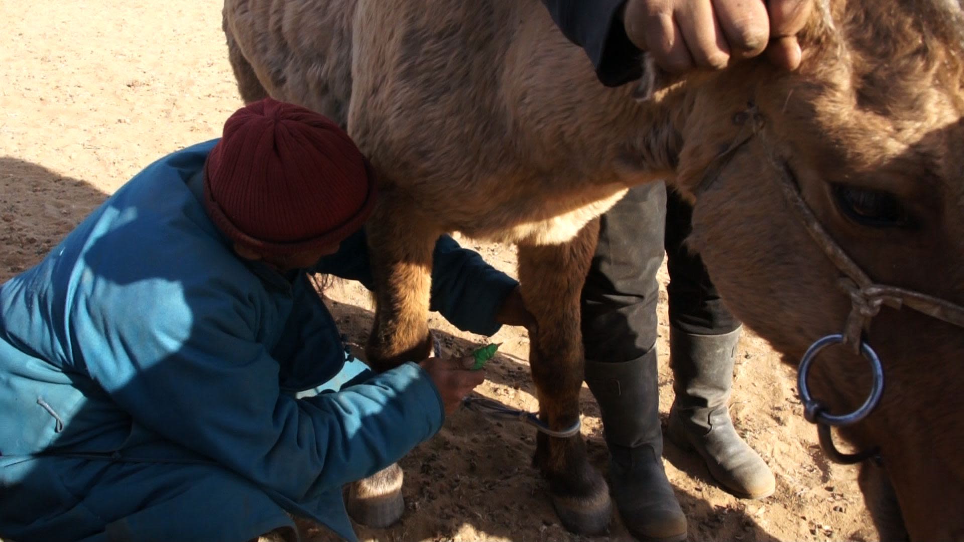 Bloodletting from the horse's leg