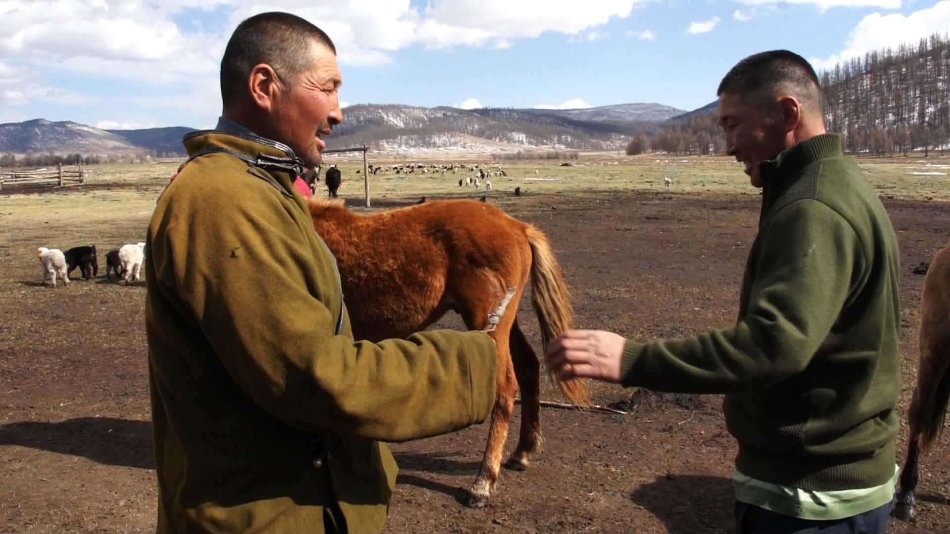 Two Mongolian herder chatting with horse in background