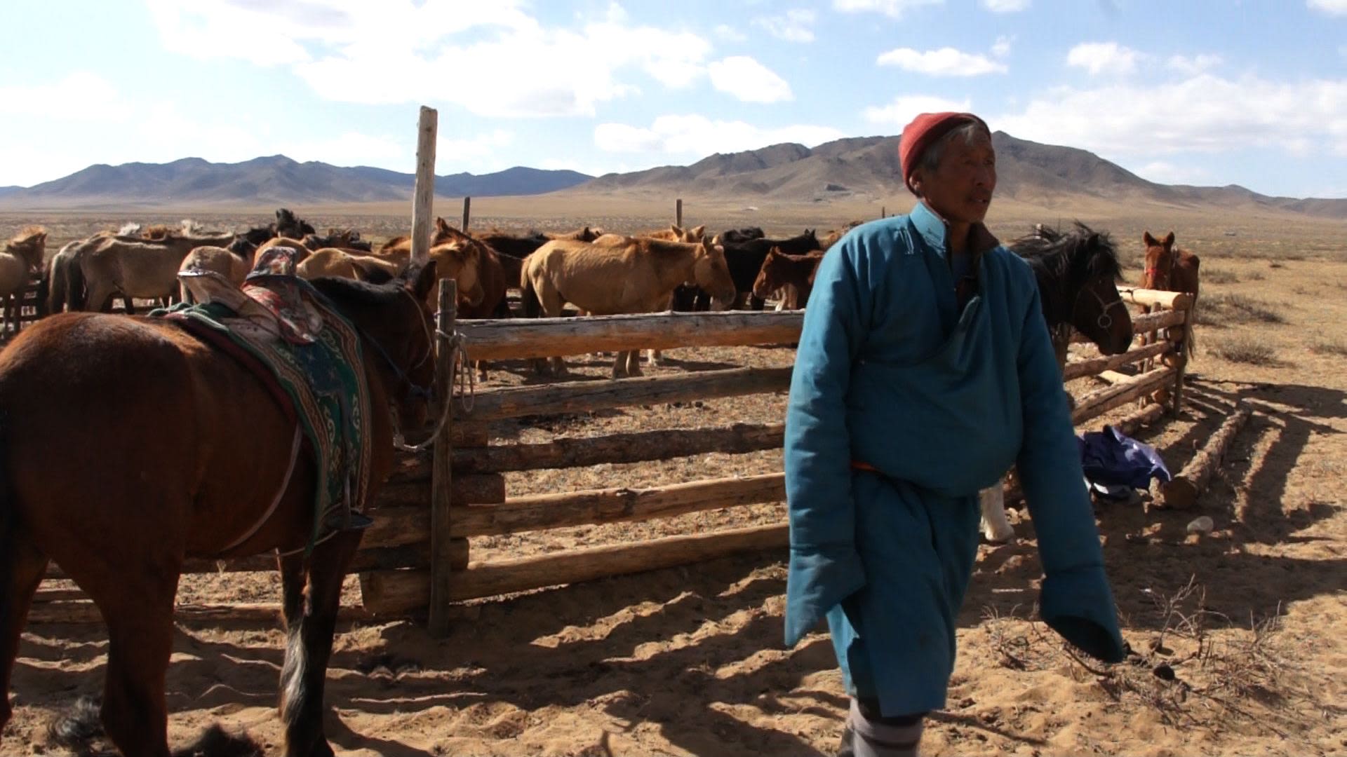 Herder with his herd of horses