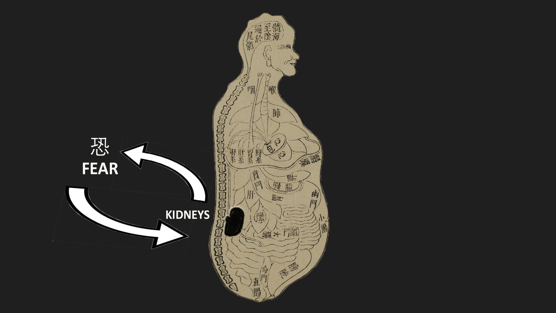 Picture showing connection between kidneys and fear