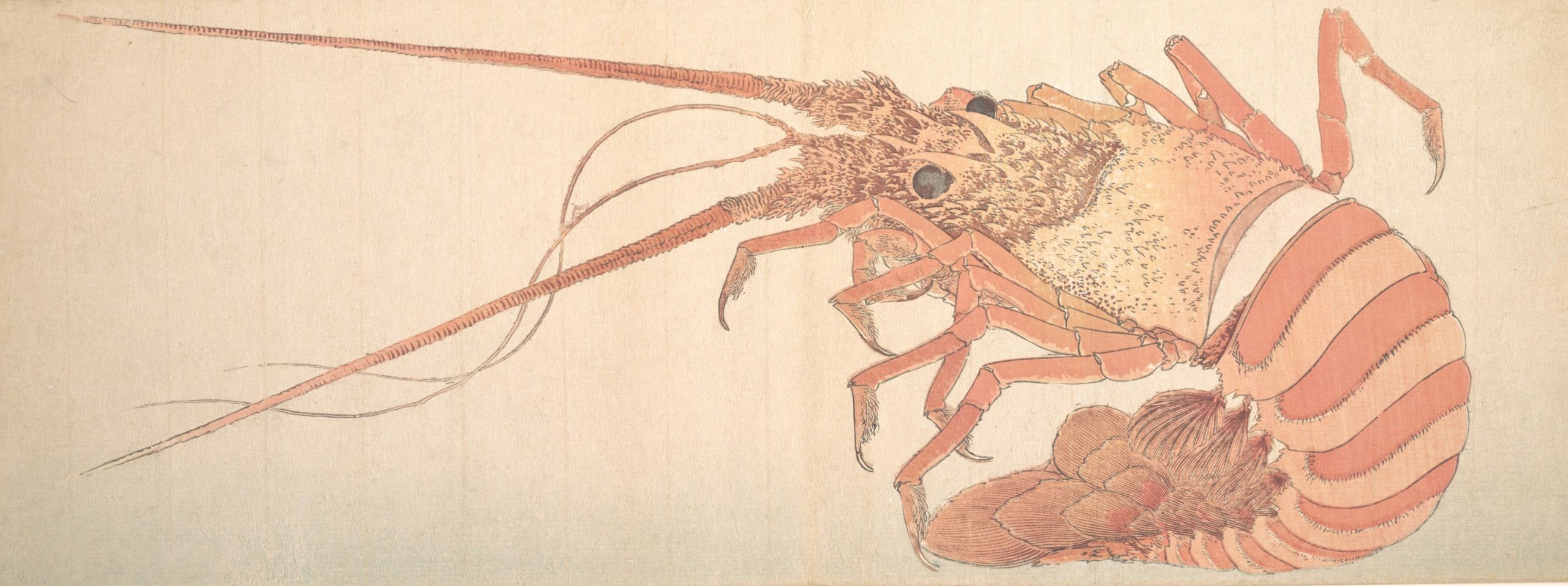 Large image of lobster