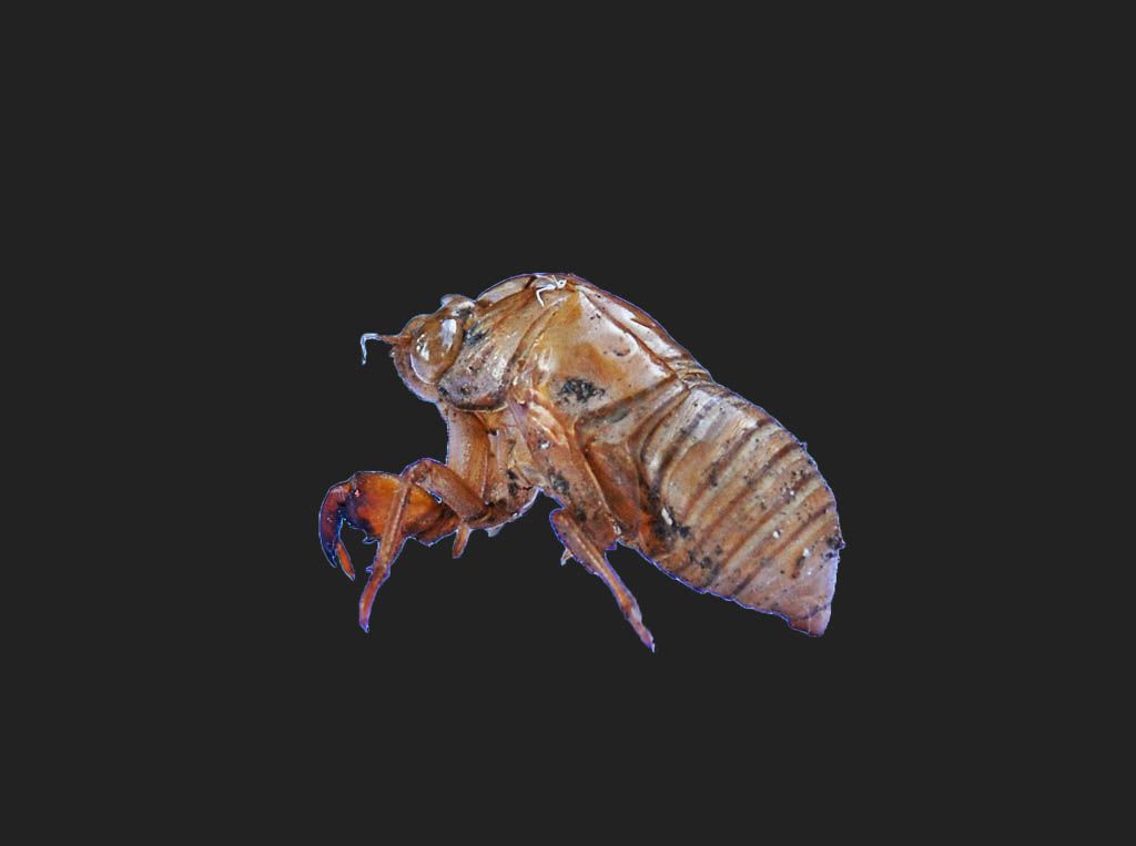 Cicada