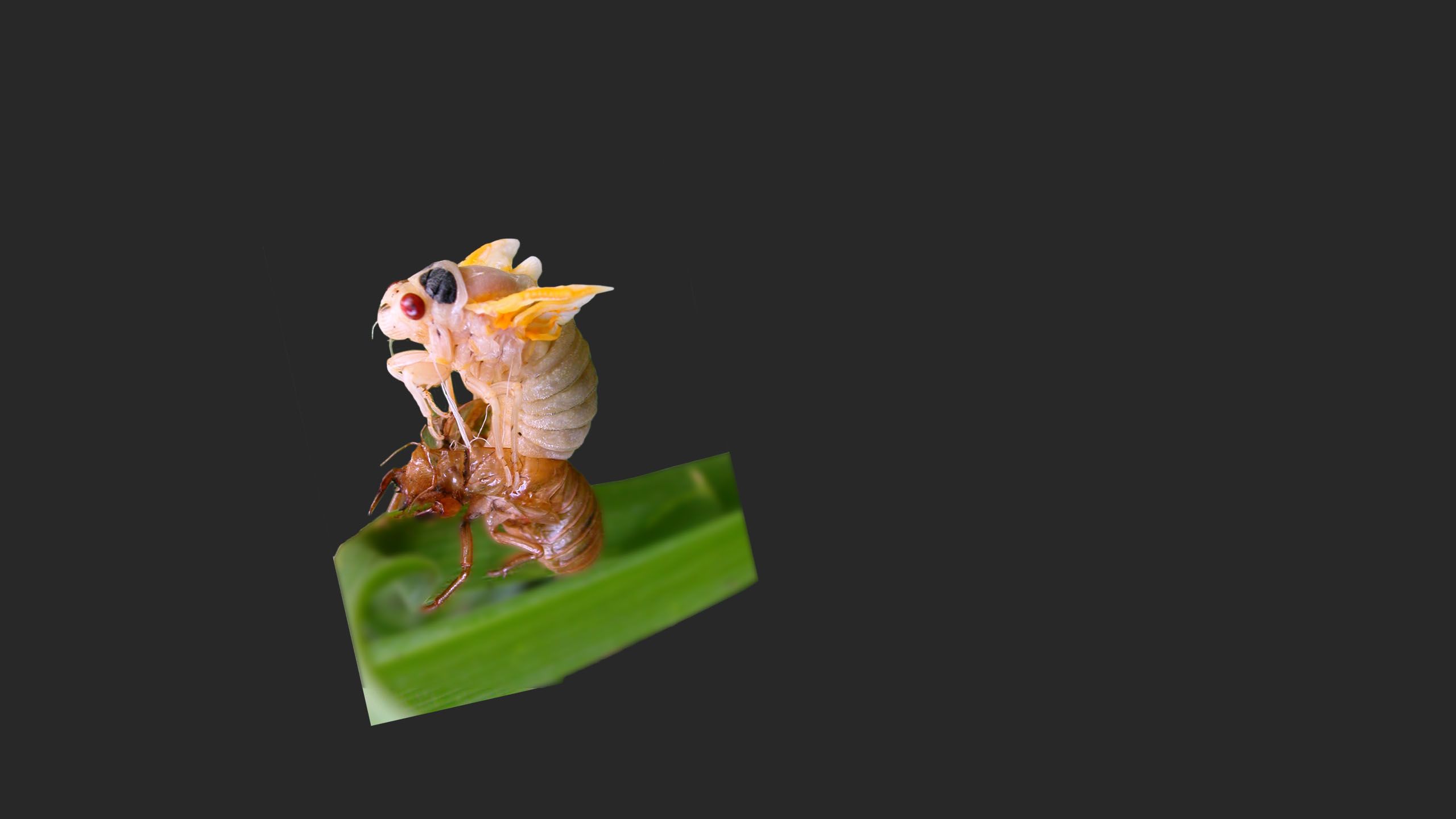 Cicada emerging from shell