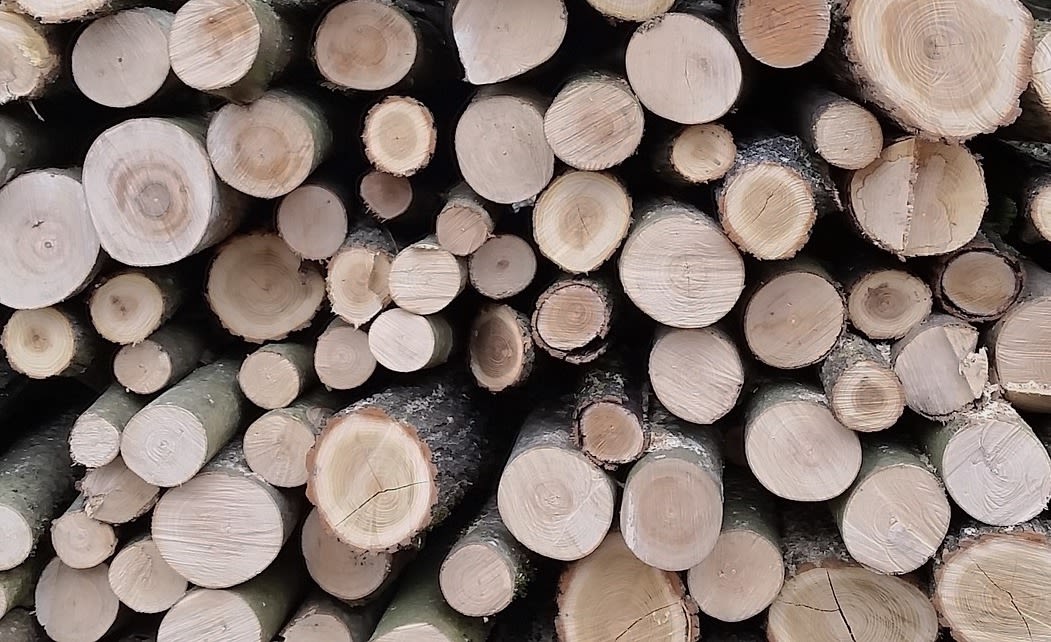 Cross-section view of a pile of cut trees