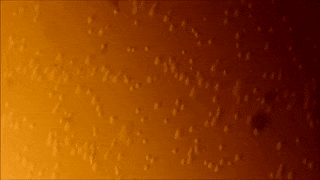Video of fermenting liquid