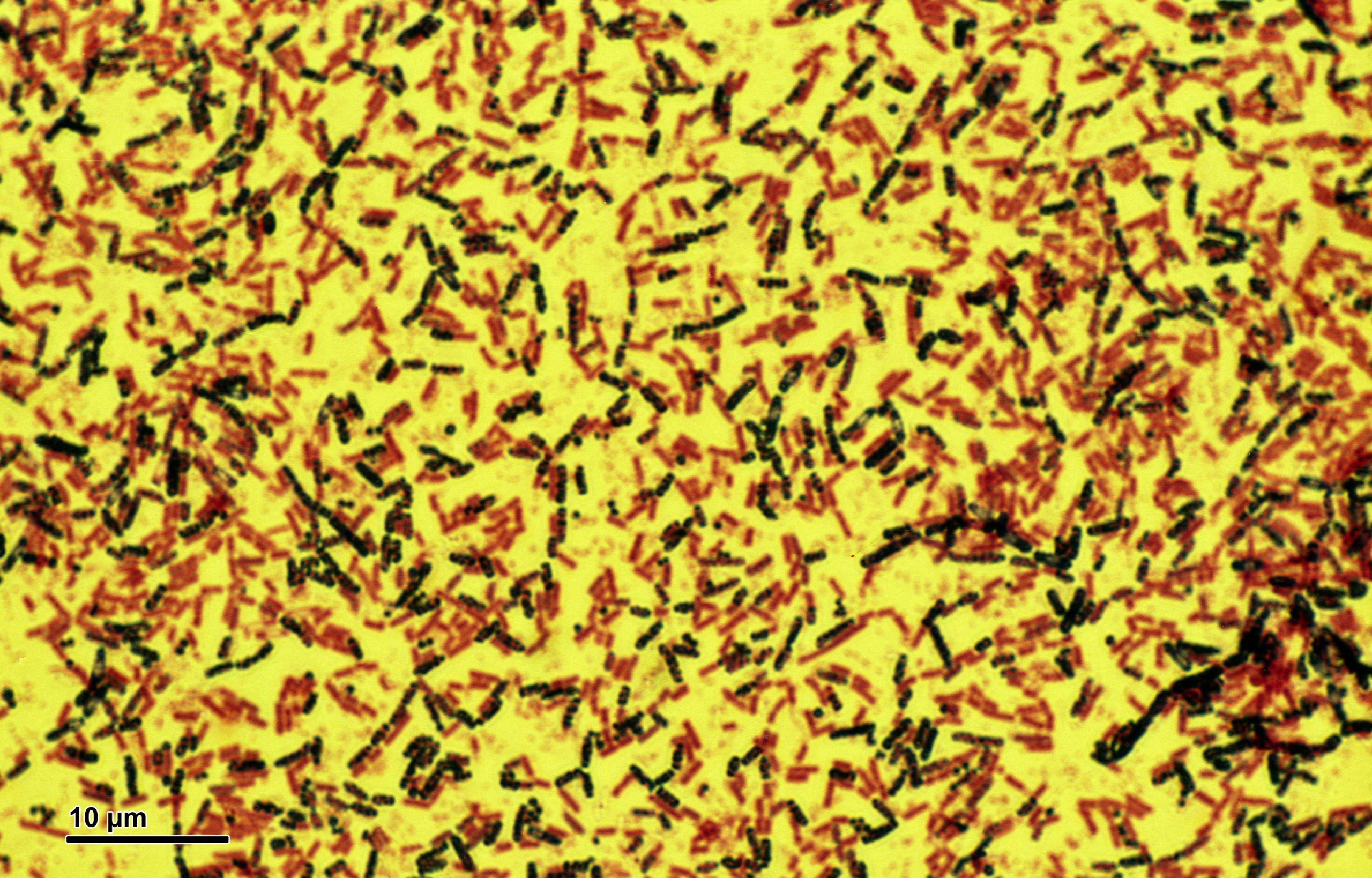 Microbes