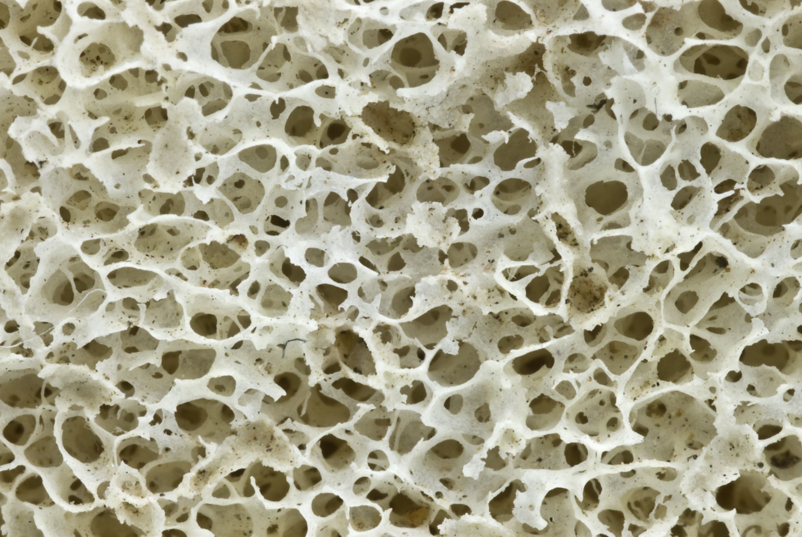 close-up of bone structure