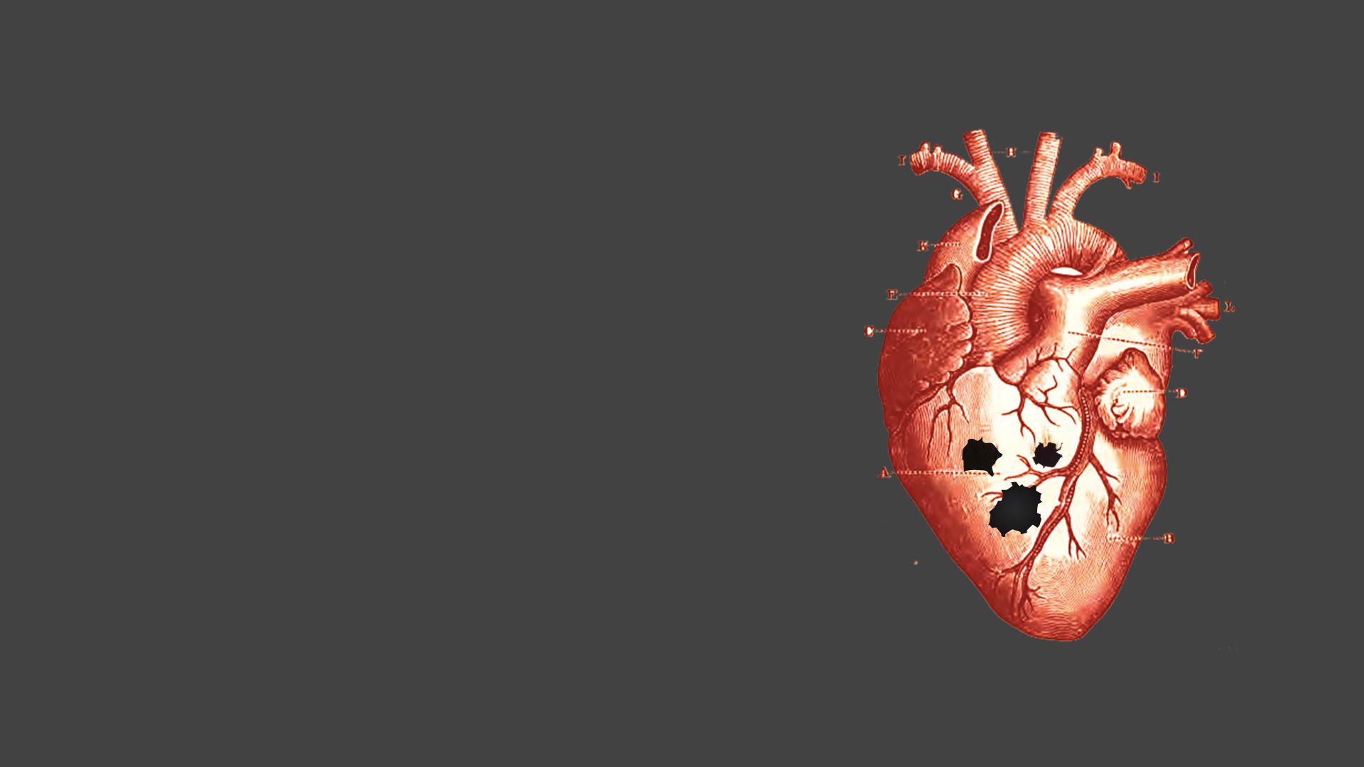heart with heart orifices
