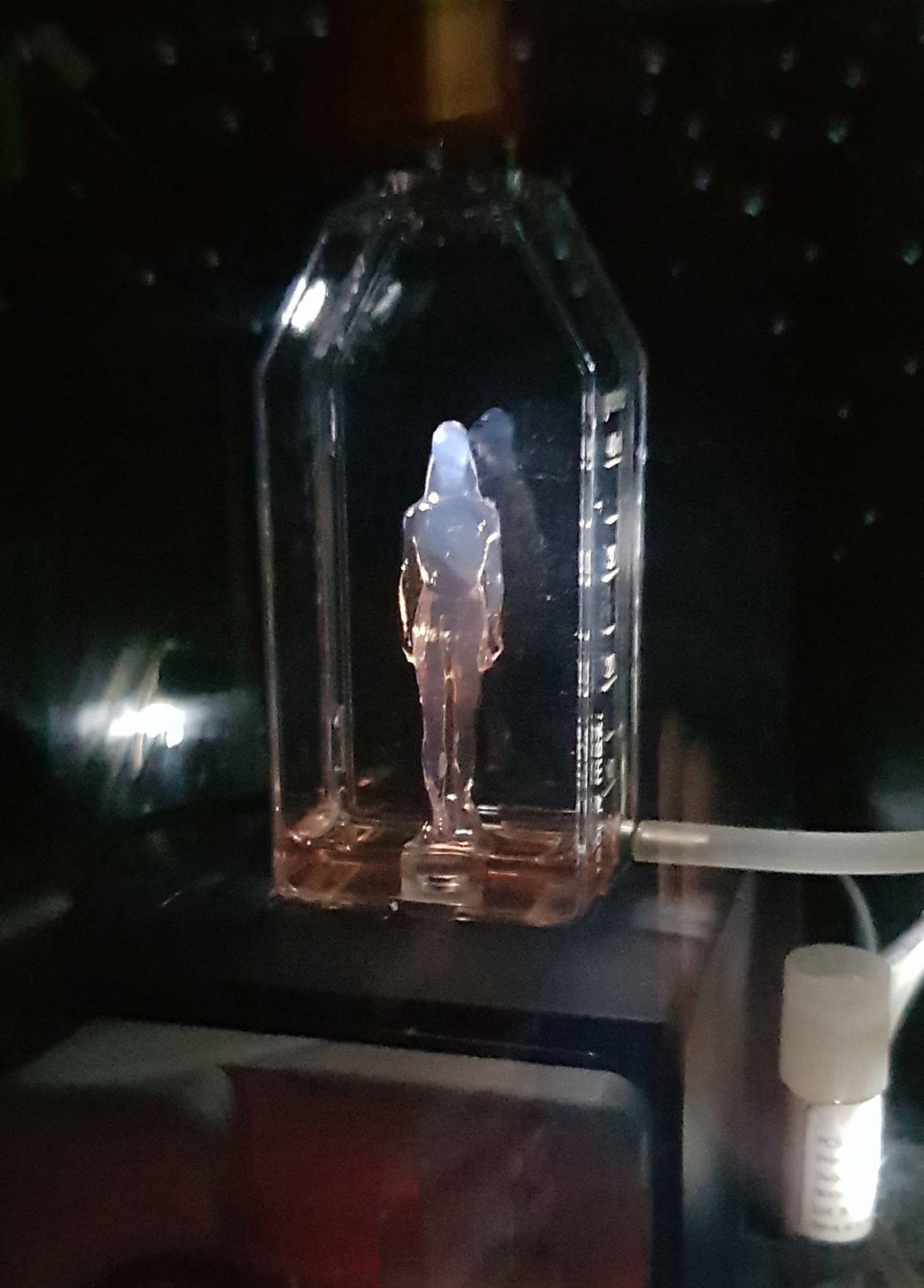 Figure 9. Nina Sellars. Sentinels (PICA installation detail), 2018. Living human preadipocyte cells embedded in a drip-fed hydrogel (GelMA) kouros (located in a bioreactor, inside an incubator) at the Perth Institute of Contemporary Arts. The original cell vial, labelled – 'Primary Subcutaneous Preadipocytes, Normal, Human. Lot# 63569630. Store at < - 130°C' – appears to the right in the image. Sentinels was shown as part of the exhibition, HyperPrometheus: The Legacy of Frankenstein. Nina Sellars © 2018.