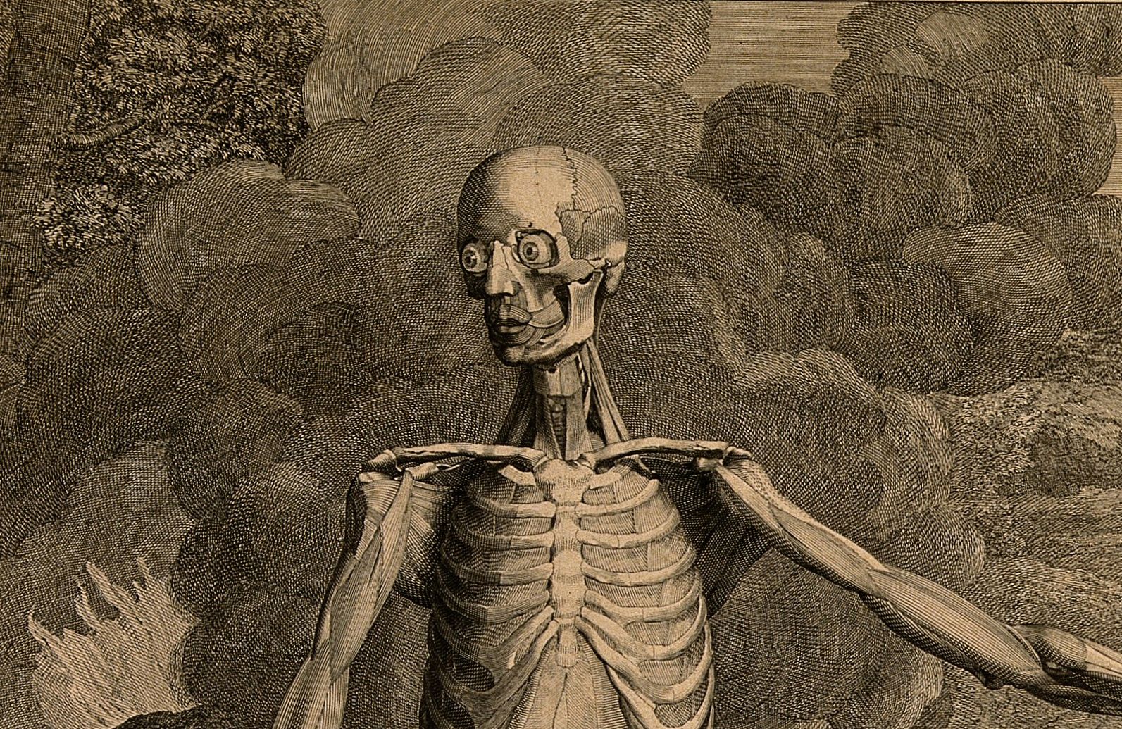  Figure 1. Bernhard Siegfried Albinus [anatomist] Jan Wandelaar [artist]. Tabulae Sceleti e Musculorum Corporis Humani (Musculorum Tabula III), 1741. Copperplate engraving with etching. Wellcome Collection. Attribution 4.0 International (CC BY 4.0). 