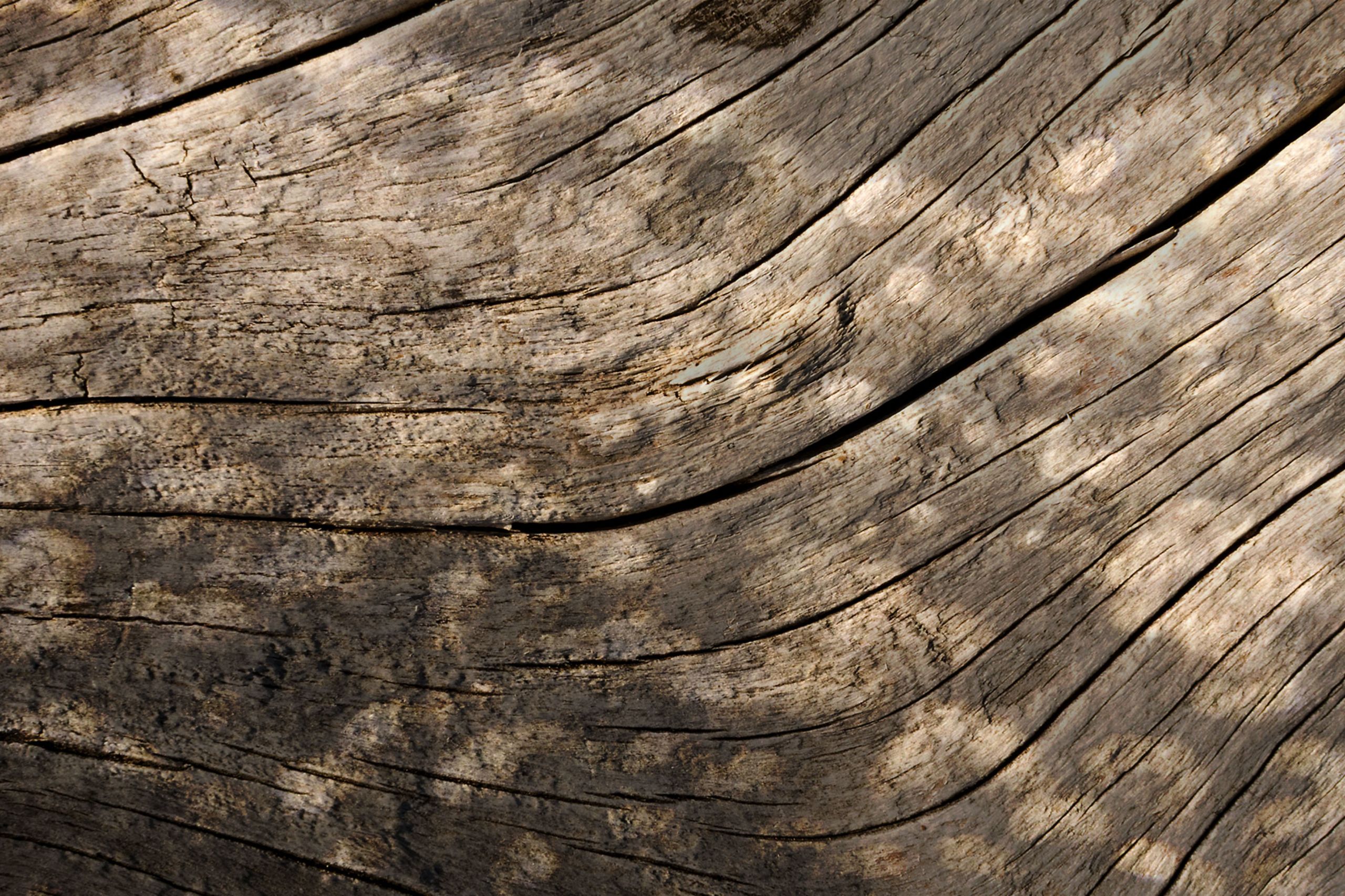 Photograph of wood grain