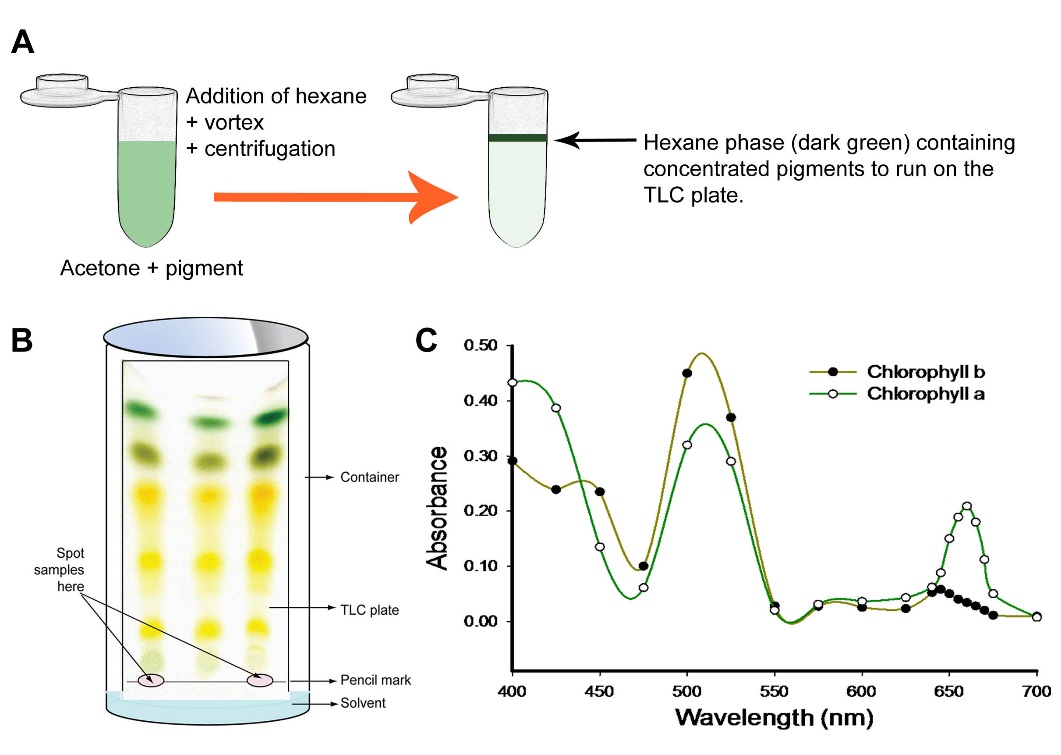 Thin Layer Chromatography Of Plant Pigments